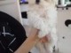adorable chiot bichon maltais &agrave; donner 
