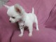 chiot chihuahua &agrave; donner 