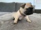 chiot bouledogue fran&ccedil;ais femelle disponible 