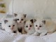 Petits chatons ragdoll disponible pour adoption 