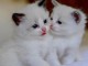 Chatons ragdoll disponible pour adoption 