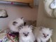Adorable chaton ragdoll sont disponible 