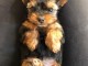 chiot Yorkshire terrier disponible pour adoption 