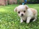 chiot chihuahua femelle disponible 