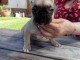 chiot bouledogue fran&ccedil;ais disponible 