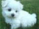 chiot bichon maltais &agrave; adopter 