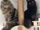 Chatons maine coon disponible pour adoption 
