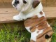 Adoption chiot bulldog anglais disponible 