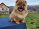 Chiots Chow chow &agrave; vendre