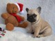 Adorable chiot bouledogue fran&ccedil;ais &agrave; donner 