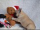 Chiot bouledogue fran&ccedil;ais adorable 