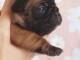 Chiot bouledogue fran&ccedil;ais &agrave; donner 