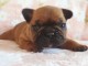 chiot bouledogue fran&ccedil;ais adorable 