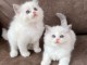 Chatons ragdoll disponible adorable 