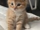 Je donne chatons Maine coon 