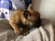 chiot bouledogue fran&ccedil;ais &agrave; donner 