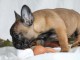 Chiot bouledogue fran&ccedil;ais pour adoption 