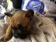 chiot bouledogue fran&ccedil;ais adorable 