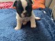 chiot bouledogue fran&ccedil;ais &agrave; donner 
