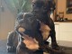 chiot bouledogue fran&ccedil;ais &agrave; donner 