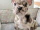 chiot bouledogue fran&ccedil;ais &agrave; donner 