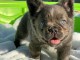 chiot bouledogue fran&ccedil;ais disponible pour adoption 