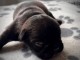 chiot bouledogue fran&ccedil;ais &agrave; donner 