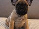 Magnifique chiot bouledogue fran&ccedil;ais 