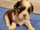 chiot Shih Tzu &agrave; donner 