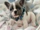 chiot bouledogue fran&ccedil;ais &agrave; donner 