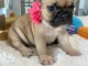 Chiot bouledogue fran&ccedil;ais &agrave; donner 