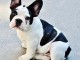 chiot bouledogue fran&ccedil;ais disponible 