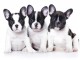 Disponible chiot bouledogue fran&ccedil;ais 