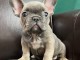 Adoption chiot bouledogue fran&ccedil;ais 