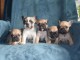 Adoption chiot bouledogue fran&ccedil;ais 