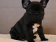 Annonce chiot bouledogue fran&ccedil;ais 