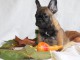 chiot bouledogue fran&ccedil;ais m&acirc;le 