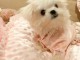 Adorable chiot bichon maltais 