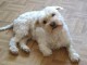 Adoption chiot bichon maltais &agrave; donner 