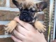 chiot bouledogue fran&ccedil;ais 