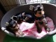 chiot Yorkshire terrier m&acirc;le et femelle 