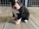 chiot berger australien disponible 