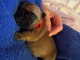 chiot bouledogue fran&ccedil;ais &agrave; donner 