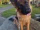 Adoption chiot berger allemand lof
