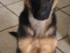 Chiot berger allemand femelle disponible 