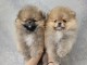 Chiot spitz allemand m&acirc;le et femelle 