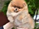 chiot spitz nain disponible de suite 