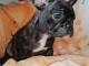 Chiot bouledogue fran&ccedil;ais lof