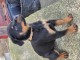chiot rottweiler &agrave; donner 