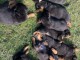 Magnifique chiot rottweiler 
